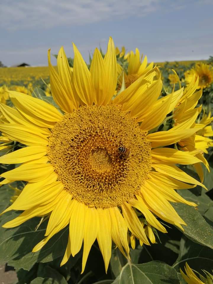 tournesol